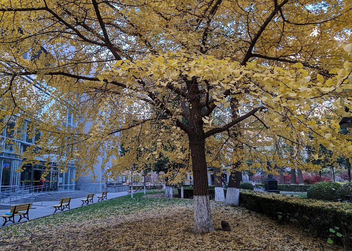 Beijing Normal University photo