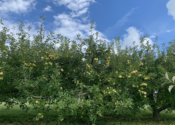 Sky Top Orchard photo