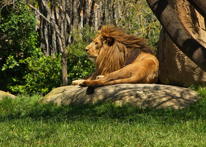 Bioparc Valencia photo