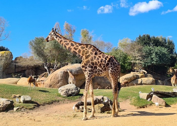 Bioparc Valencia photo