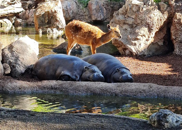 Bioparc Valencia photo