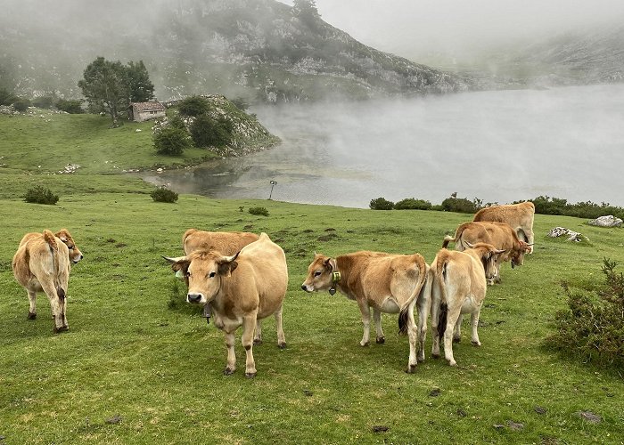 Lakes of Covadonga photo