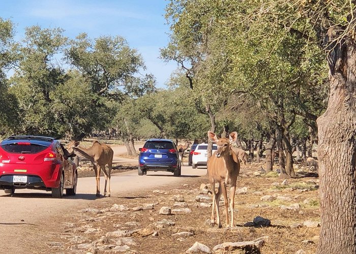 Safari Madrid Natural Bridge Wildlife - Things to Do in San Antonio - Local ... photo