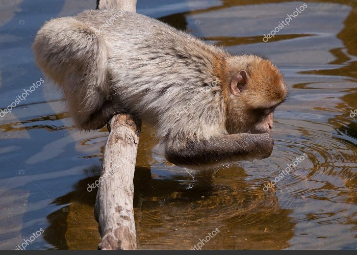 Apenheul Cute Little Monkey Drinking Water Apenheul Primate Park Apeldoorn ... photo