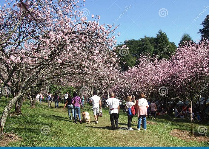 Carmo Park Cherry Blossom Festival editorial image. Image of oriental - 87557660 photo