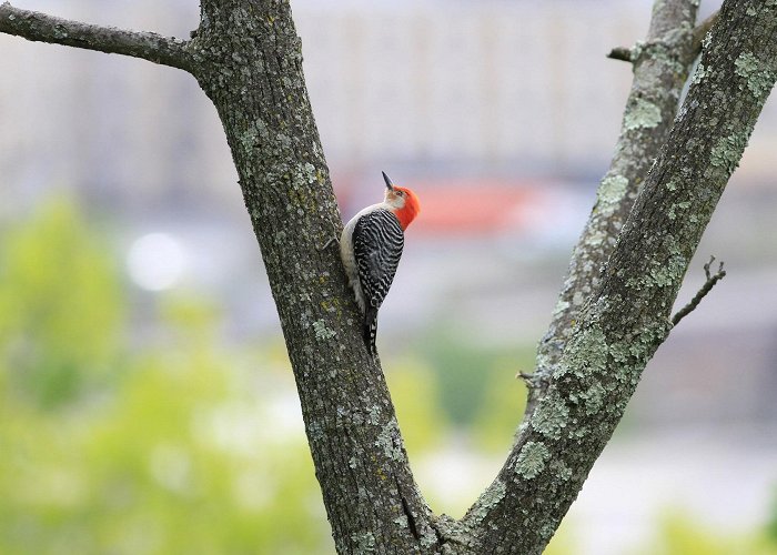 Parc Des Saules Red-bellied Woodpecker - eBird Québec photo