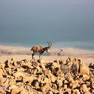 Ein Gedi Rooms Neve Zohar Exterior photo