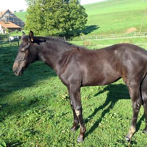 Serenite Et Nature Dans Une Ferme Equestre Villa Massonnens Exterior photo