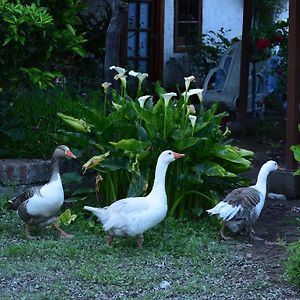 Alojamiento Rural Casa Quinta Peumayen Guest House Isla de Maipo Exterior photo