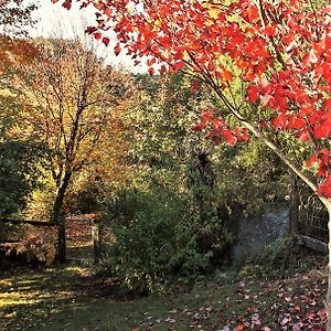 Mole Creek Guesthouse Exterior photo